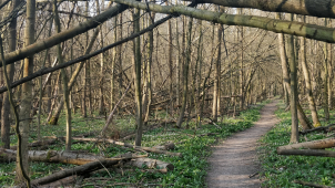 Žebračku čistí od popadaných stromů