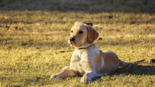 Vyhláška, která upravuje pohyb psů, platí už půl roku