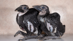 Mláďata zoborožců se v zoo se seznamují se svými rodiči