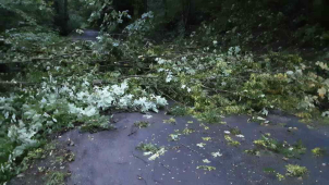 Silný vítr v noci vyvracel stromy