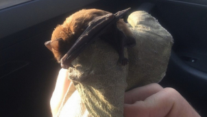 Strážníci mají i letos plné ruce práce s odchytem zvířat