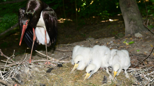 V olomoucké zoo se narodili malí čápi. Mrkněte, jak jim to sluší