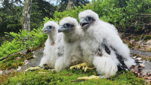 Letošní rok je v Jeseníkách rokem sokolů