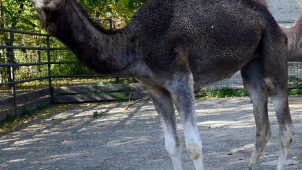Do zoo na Svatém Kopečku dorazili jednohrbí velbloudi