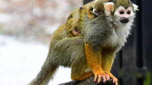 Olomoucká zoo se pyšní prvním přírůstkem, je to mládě kotula