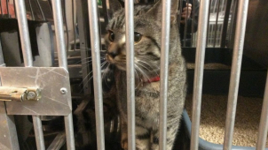 Kočka skončila na služebně olomouckých strážníků