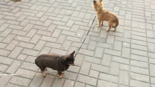 Dva uvázaní chlupáči na svého pána čekali marně