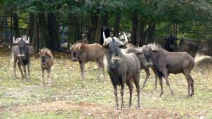Jeden z pakoňů včera opustil olomouckou zoo