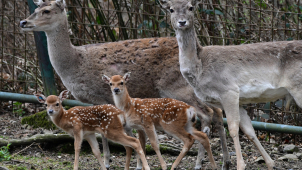 Mláďata siky vietnamského už jsou vidět