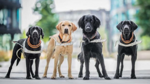 Vodicí psi jsou šťastní, říká Kreidlová