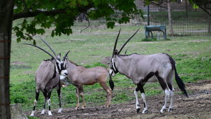 Vypuštění oryxů, po zimě už jsou venku