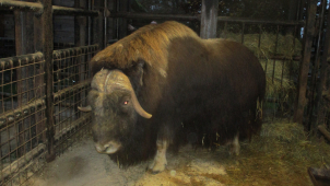 Olomoucká ZOO získala pro své návštěvníky unikátního pižmoně