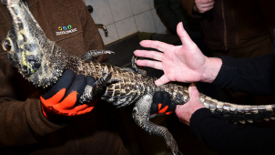 Slavný zoolog zjistil překvapivě, že všechna mláďata jsou samci