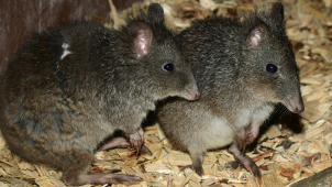 Klokánek krysí ze Zoo Olomouc je nadšený houbař