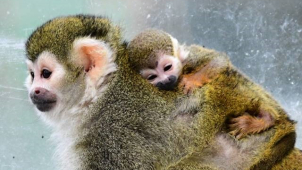 Opici, která používá ocas místo utěrky, se v olomoucké zoo daří