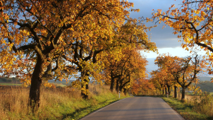 Třešňová alej u Nového Malína bere bronz v republikovém klání