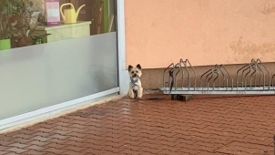 Ukradený pejsek skončil díky policistům zpět v náručí své paní