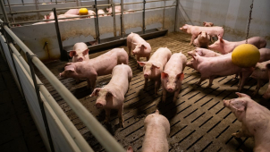 Vepřín z Olomoucka je ve finále ekologické soutěže