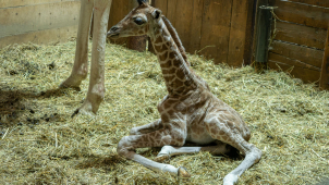 V olomoucké zoo se narodilo mládě žirafy