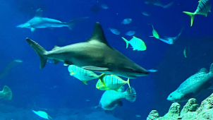 Obří hlubinné akvárium se žraloky v Zoo Olomouc