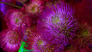 Flora přináší fascinující propojení floristiky, umění a techniky