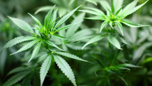 Sušenka z Vyškovska obsahující THC ho měla víc, než je limit