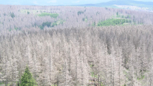 Lesníkům v boji s kůrovcem pomáhají rekognoskační lety