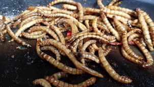 Festival extrémního jídla dorazí už v sobotu do Olomouce