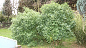 Spadla klec, pěstitel konopí z Kojetína má útrum