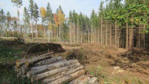 Na mýtinách u Radíkova už rostou malé stromky