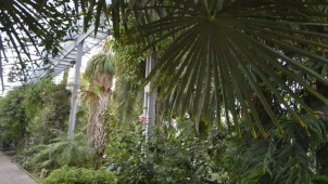 Sbírkové skleníky na Floře se opět otevřenou veřejnosti