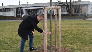 Vandal poškodil republikovou lípu v Prostějově