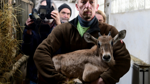 V olomoucké zoo rodí jedna antilopa za druhou