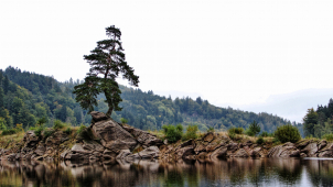 Nejkrásnější strom v kraji roste na Víru