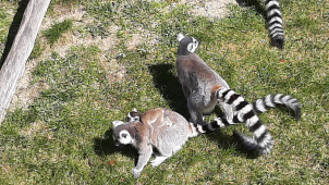 Život v olomoucké zoo běží dál i bez návštěvníků