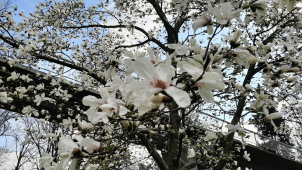 Podívejte se, jak vypadá jaro v olomouckých parcích