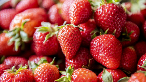 Samosběr jahod na Olomoucku? Od prvního června!