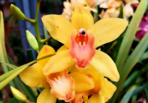 Nejkrásnější orchideje světa změnily skleník v tropický ráj