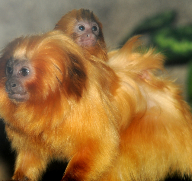 Olomoucká zoo přivítala dva nové lvíčky zlaté