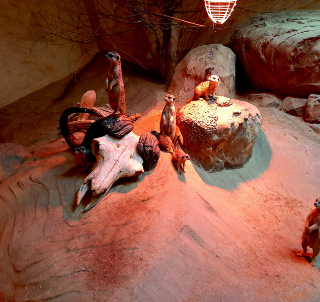 Olomoucká zoo zítra otevírá, láká na mláďata surikat