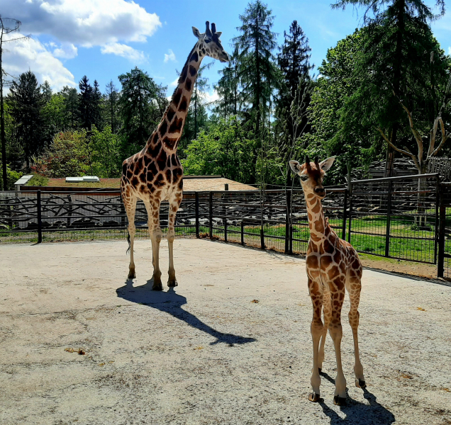 Neodpalujte ohňostroje v blízkosti zoo, prosí pracovníci zahrady