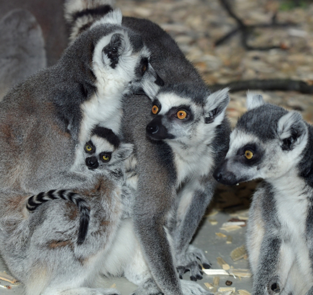 U lemurů v olomoucké zoo se trsá už i s novým mládětem