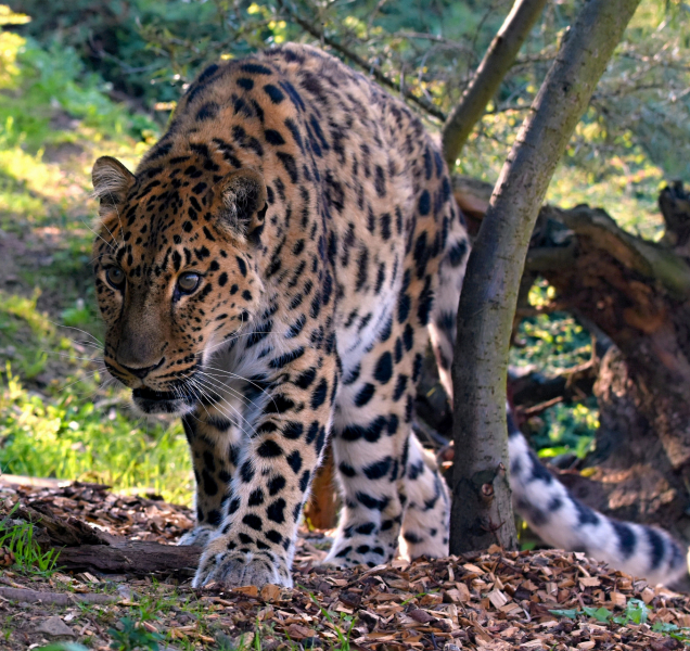 Olomoucká zoo přivítala nového levharta mandžuského