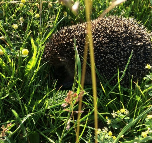Ježek měl od soudů eskort strážníků