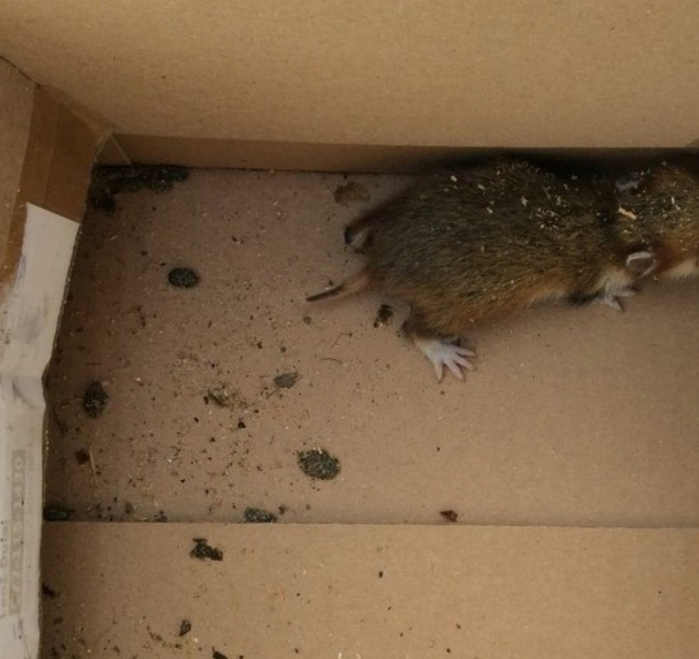 Křeček terorizoval zahradníky