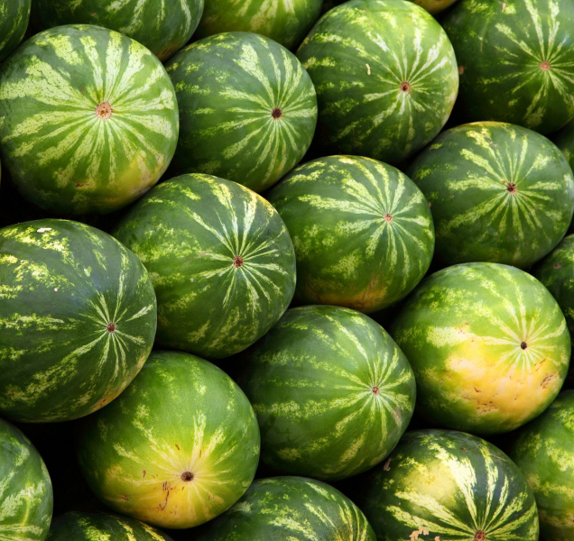 Mezi melouny do Olomouckého kraje dorazili i dva Afgánci