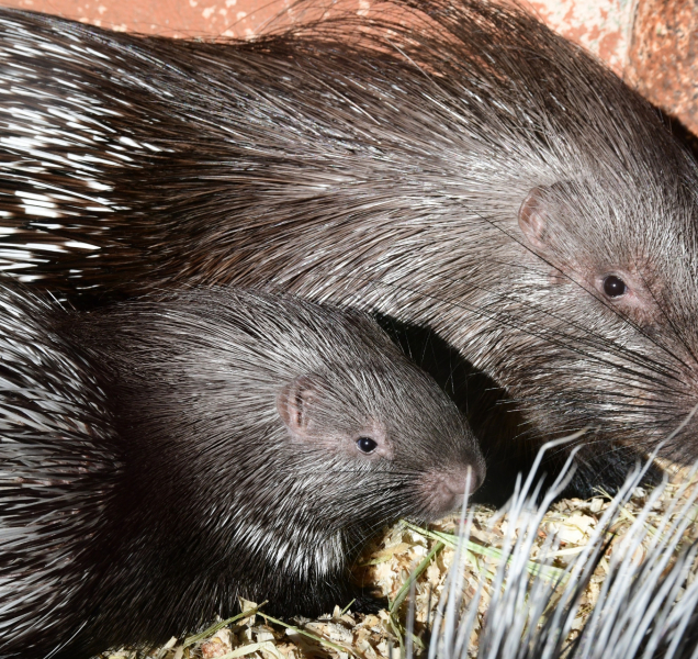 O chlup pichlavější! U dikobrazů v zoo mají osm mláďat