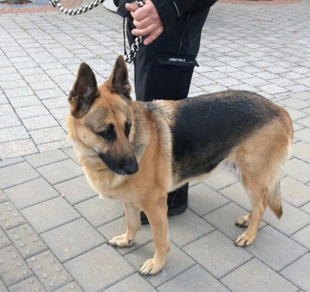 Fenka ovčáka se zatoulala v ulicích a skončila v útulku