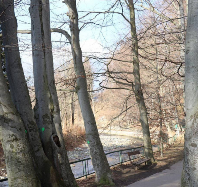 Jeseník chce řešit stav stromů v aleji Nářků