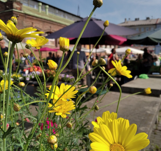 Výstaviště Flora zvelebuje olomouckou tržnici